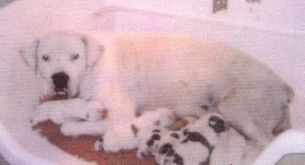 Barker's Brittany (Southern White) | Olde English Bulldogge 