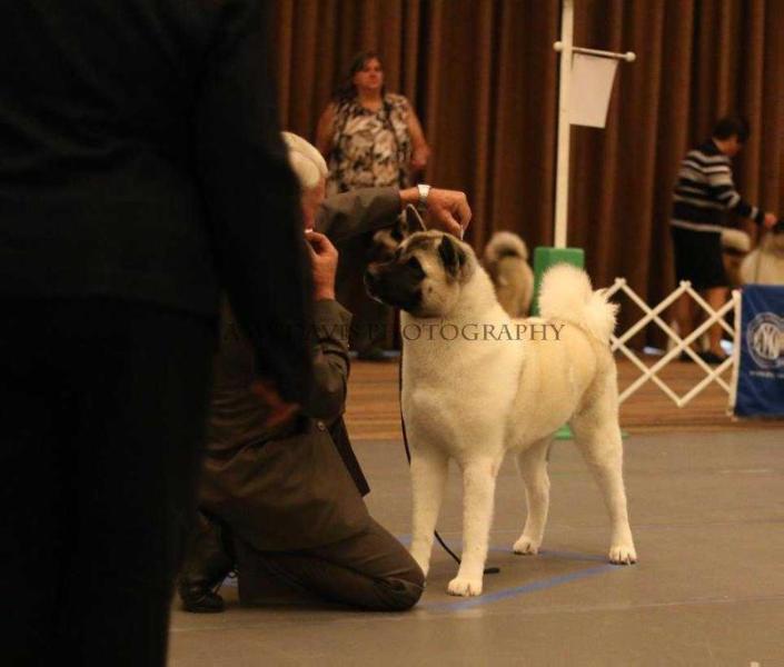 Flaming Star &amp; Quantum's Kiss The Blarney Stone | Akita 