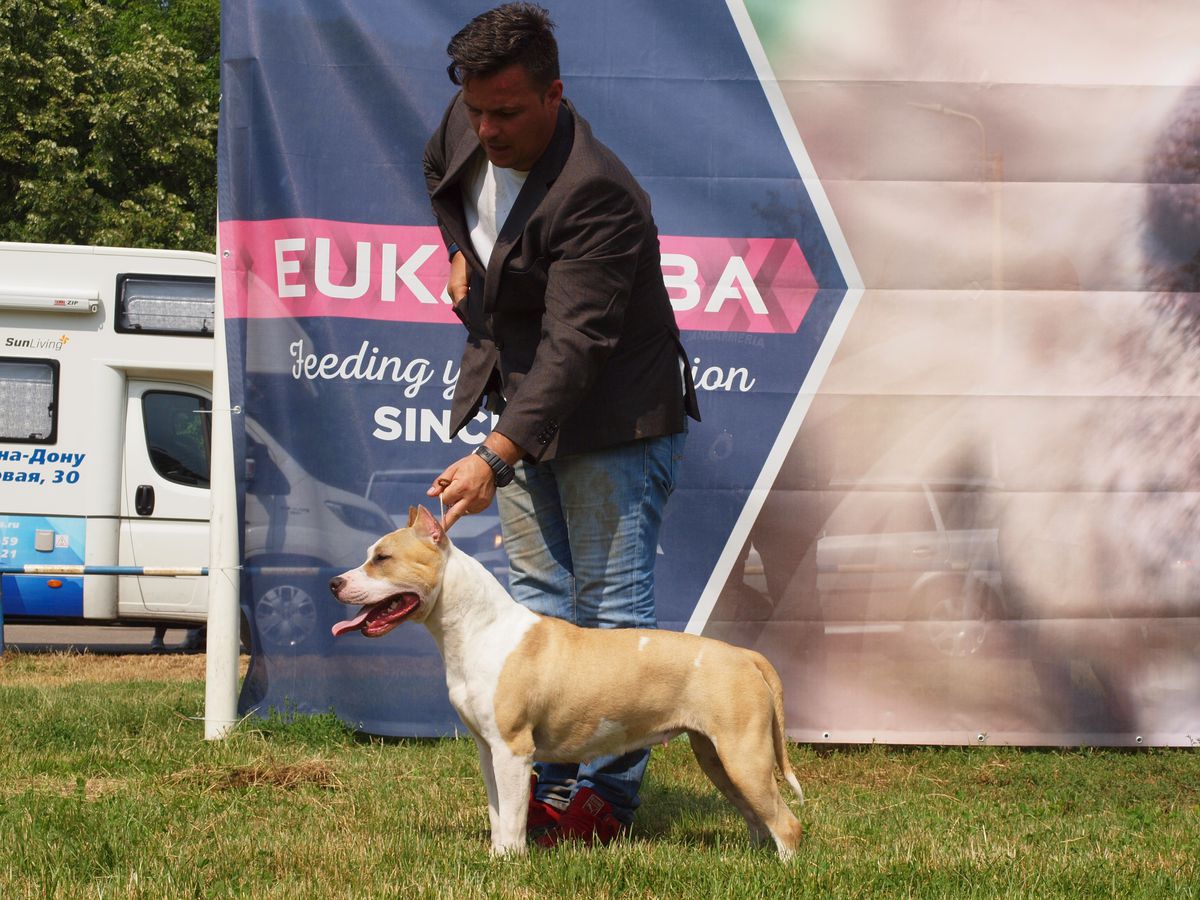 Sistaffs Valar Morghulis | American Staffordshire Terrier 