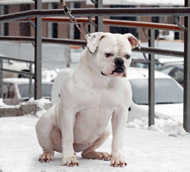 Ostwaybulls Lady Boss | American Bulldog 