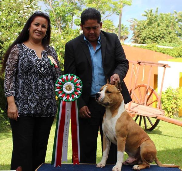 Bluprint Red Dawn In Life By Davila | American Staffordshire Terrier 