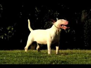 BELLA RUBIA DE BRAVEHEART Blanco | Bull Terrier 
