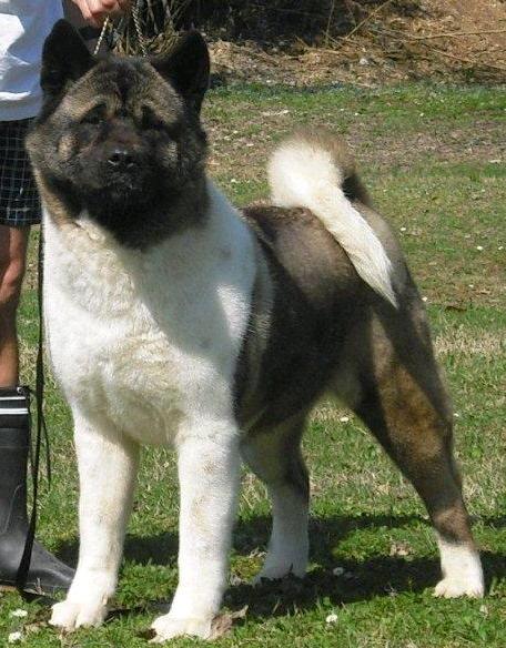 Woorlock Wanda | Akita 