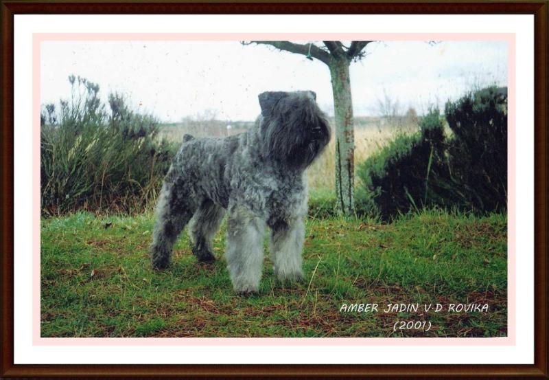 Amber-Yadine v. Rovika | Bouvier des Flandres 