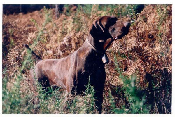 Mack de la Porte de Becray | German Shorthaired Pointer 