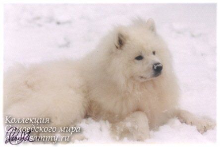 Classic Samojed Of Paradise Underground | Samoyed 