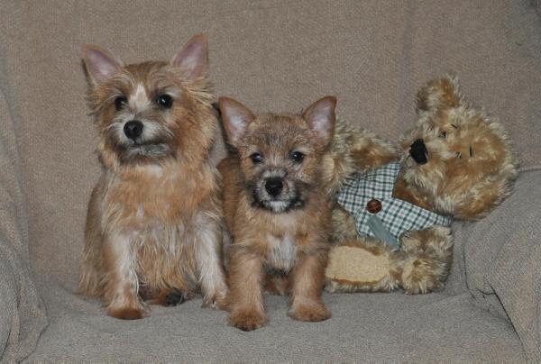 Doro pesch bestiyana | Norwich Terrier 