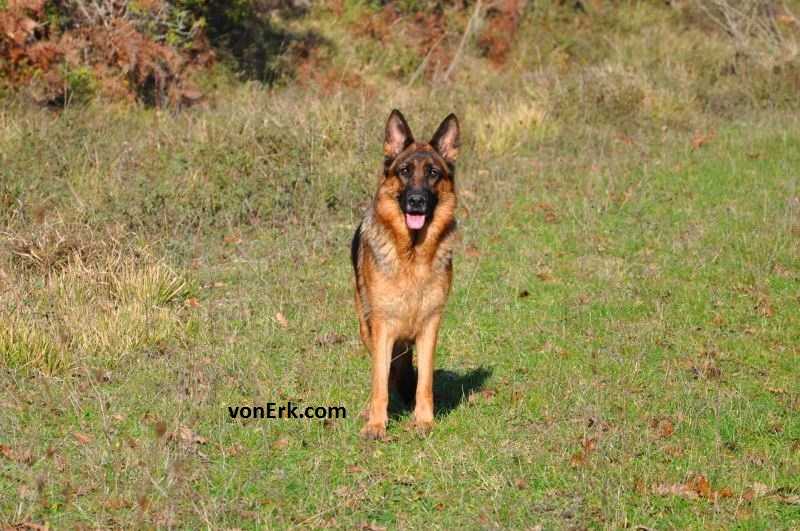 Shepherd Erk von Erk | German Shepherd Dog 