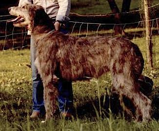 Shamrock Erotic Eileen | Irish Wolfhound 