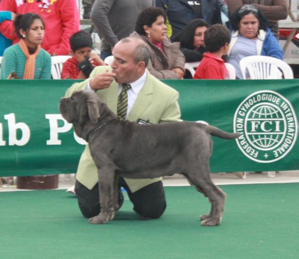 BCASIA CUORE D' AMORE | Neapolitan Mastiff 