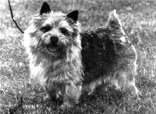 CHATZ DARK CRYSTAL | Norwich Terrier 