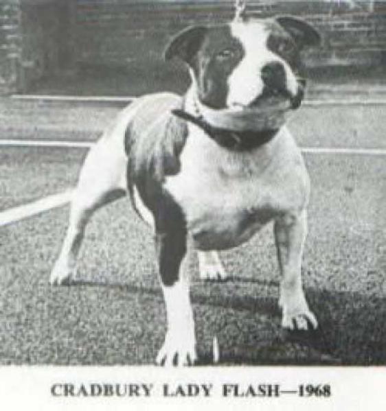 Cradbury Lady Flash | Staffordshire Bull Terrier 