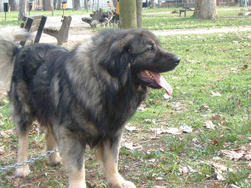 Sory (Boki) | Yugoslavian Shepherd Dog-Sarplaninac 