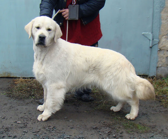 Rus Pekos Charodey | Golden Retriever 