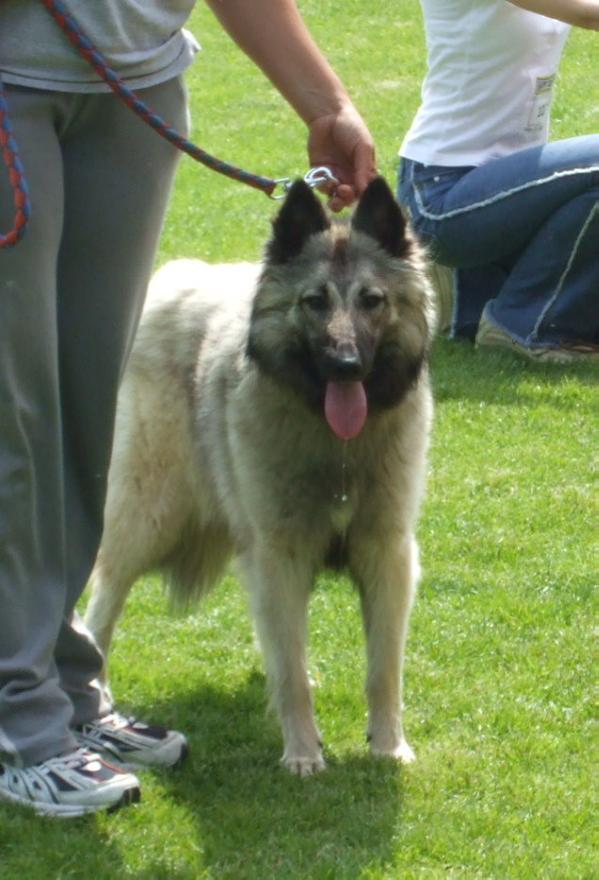 Hurkatöltési Chambéry | Belgian Tervuren 