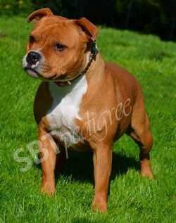 Highly Matilda Fransimo Bohemia | Staffordshire Bull Terrier 