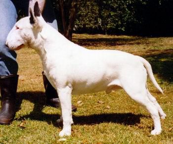 Shirvin Wild Thunder | Bull Terrier 