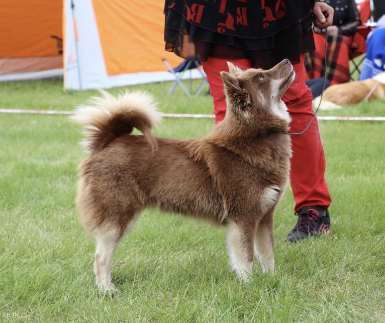 Gerplu Lóa | Icelandic Sheepdog 