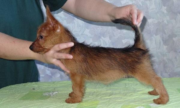 YakoGor OUTBACKREDS RUSSIA DREAM | Australian Terrier 