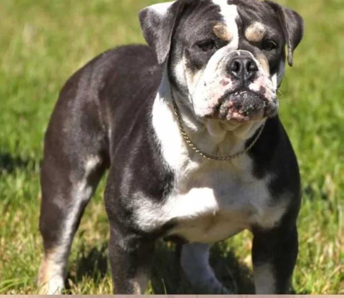 McMillan's Blu Trillion | Olde English Bulldogge 