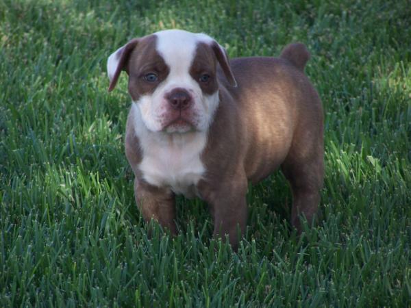 Copeland's John | Olde English Bulldogge 