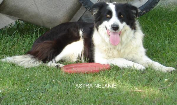 Astra Nelanie ISDS 302874 | Border Collie 