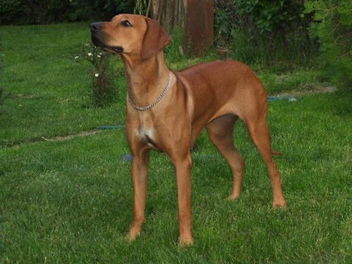 Bukavu-Bawu Pamuzinda | Rhodesian Ridgeback 