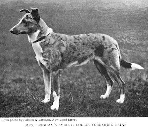 Yorkshire Briar | Smooth Collie 