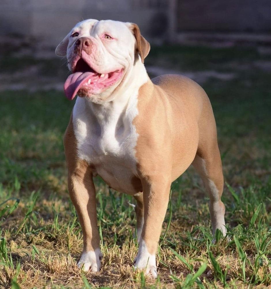 Strong Side Peaches of Eveready | American Bulldog 