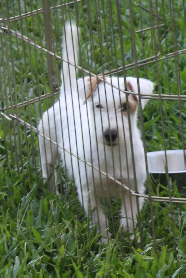 Blues Baires de las Doce Islas | Jack Russell Terrier 