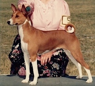 Calypso American Express | Basenji 