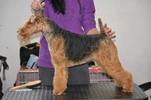 Vega Dagnet | Welsh Terrier 