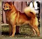 Icecaps Cinnamon Bear | Finnish Spitz 