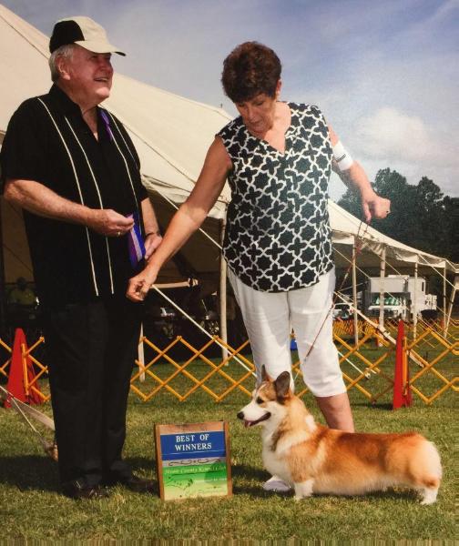 Triple H Moonlight Interlude | Pembroke Welsh Corgi 