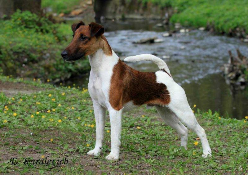 Dariant Bravo Boy for Hilroy | Smooth Fox Terrier 