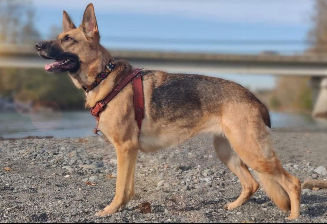Starr's Paradigm Shift | German Shepherd Dog 