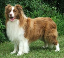 Bayshore's Count Chocula | Border Collie 