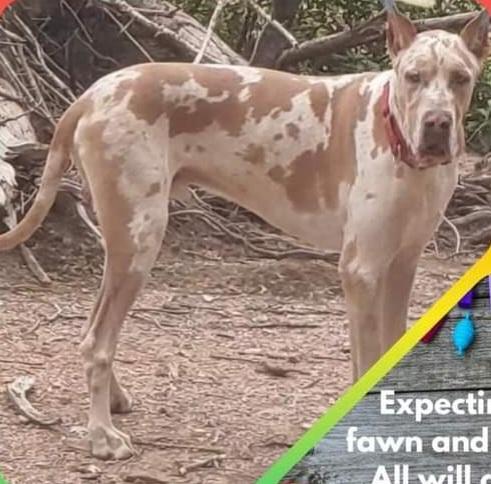 ARR Sundown At Windy Knoll | Great Dane 