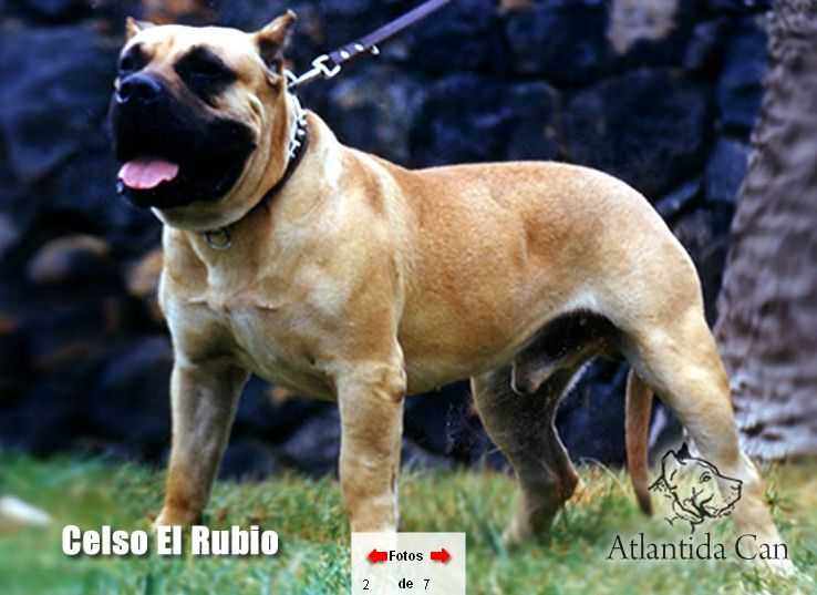 Celso El Rubio de Haridian | Perro de Presa Canario 