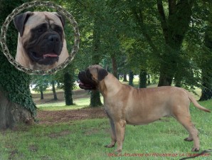 Bella atlantis du rocher de la gareliere | Bullmastiff 