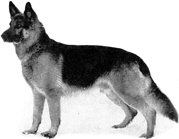 Harald vom Schlehenbusch | German Shepherd Dog 