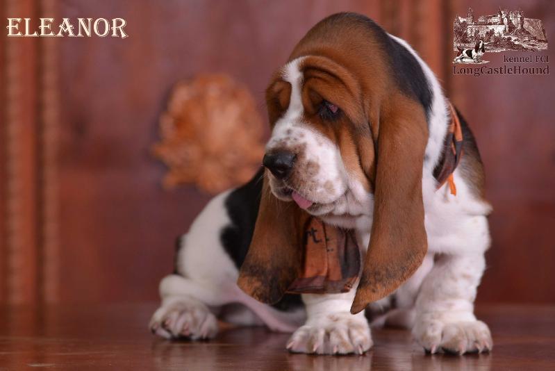 Eleanor Long ?astle ?ound | Basset Hound 