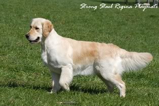 Strong Stael Regina Playmate | Golden Retriever 