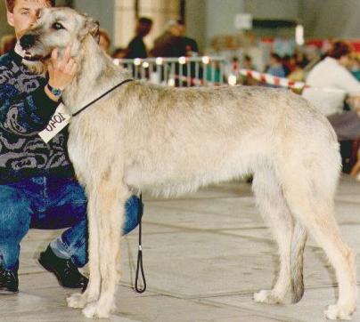 Ac'hwen an Doar Gad Rouz | Irish Wolfhound 