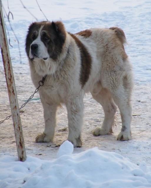 Dzselaladdin Male2 | Central Asian Shepherd Dog 
