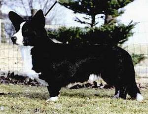 Grangefield SPECIAL STORY | Cardigan Welsh Corgi 