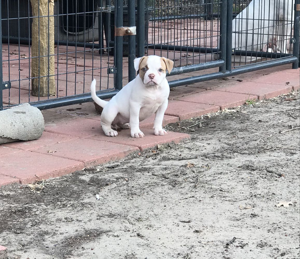 Malone Athena of TeamBallin | American Bulldog 