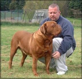 Laruscades Bibi | Dogue de Bordeaux 