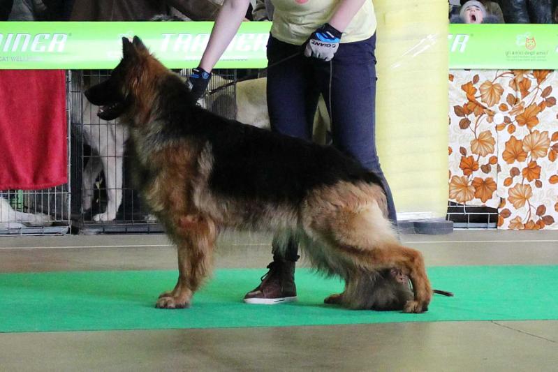 ZHAKIRA Z SRIBNYH OZER | German Shepherd Dog 
