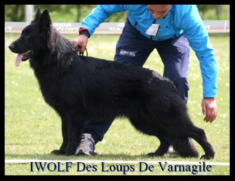Iwolf des loups de varnagile | German Shepherd Dog 